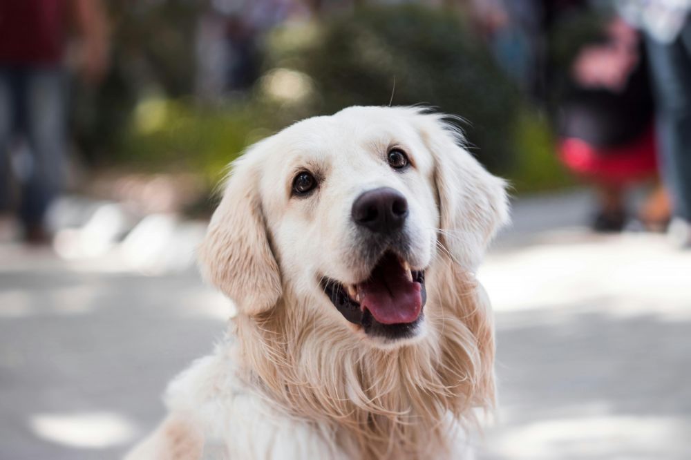 Klippemaskiner til hund  slik velger du riktig maskin og får en trygg klippestund